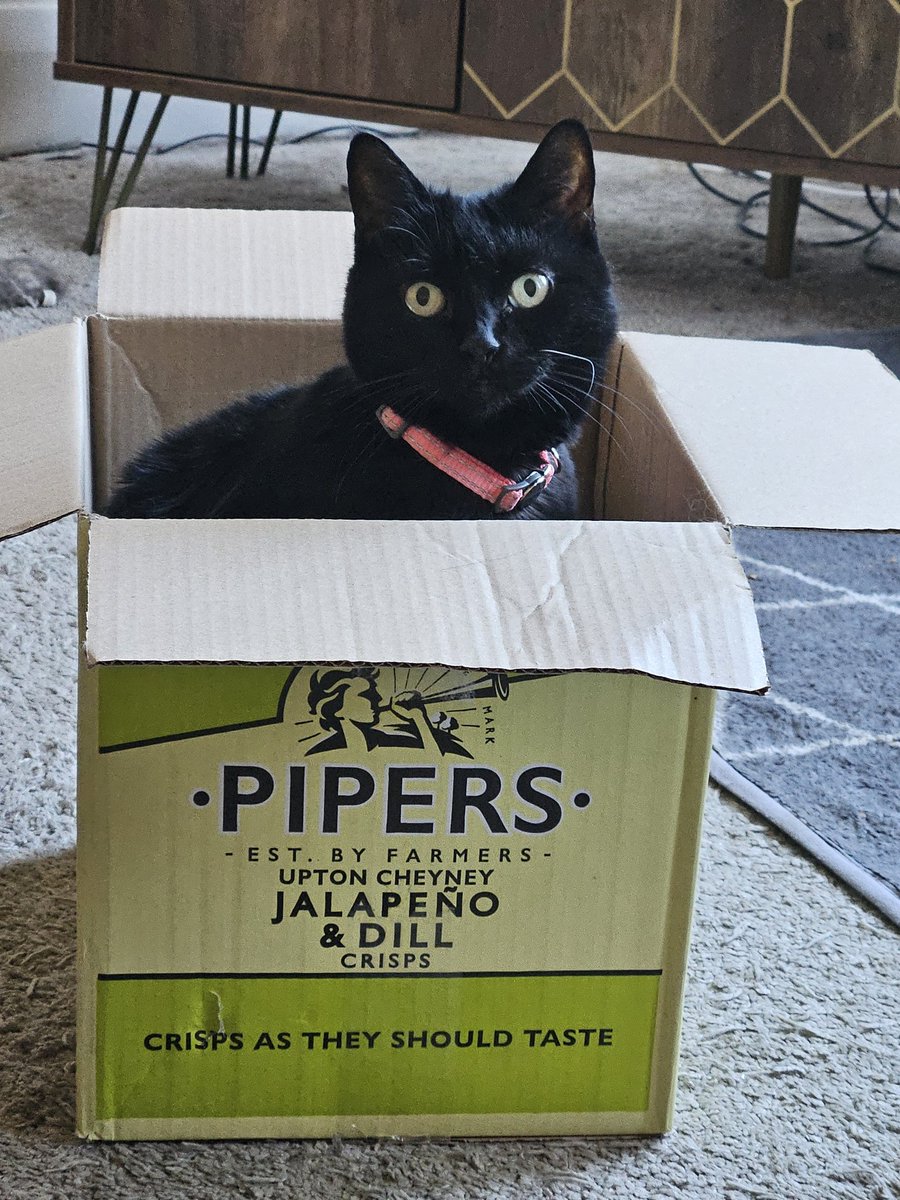 This one looks a bit spicey #CatsOnTwitter #CatsOfX #furbaby #HousePanther