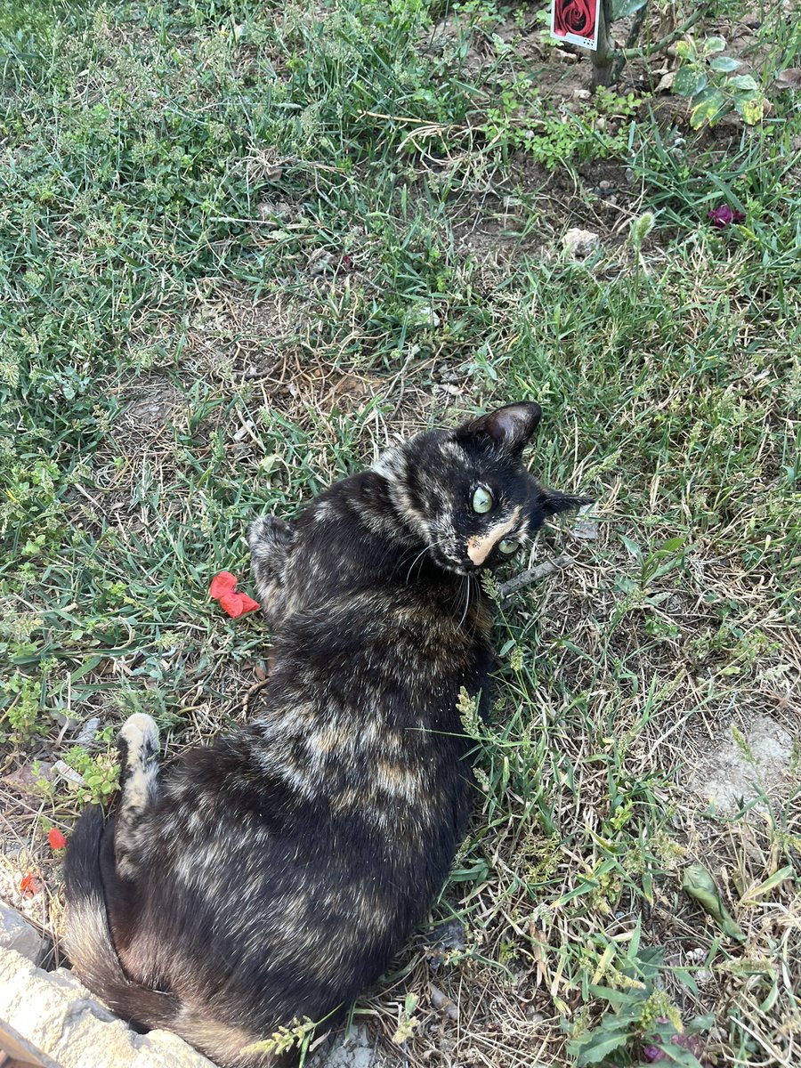 wiz_urd's tweet photo. BUT I WILL MISS THE KITTIES AND THE BEAUTIFUL FLOWERS AND THE BEACHES!!!!!! #2moredays https://t.co/seesHiNoR9