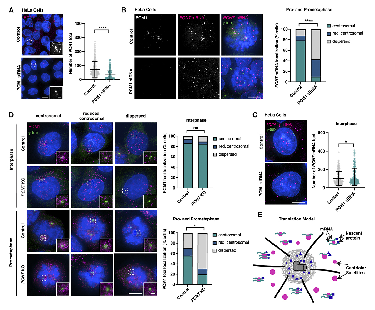 Journal of Cell Biology (@jcellbiol) on Twitter photo Claudia Pachinger, Alexander Dammermann et al. (<a href="/MaxPerutzLabs/">Max Perutz Labs Vienna</a>) present a model for centriolar satellites not as transport modules but as sites of translation specifically of centrosomal and ciliary proteins. hubs.ly/Q03nCM4H0 Claudia Pachinger, Alexander Dammermann et al. (<a href="/MaxPerutzLabs/">Max Perutz Labs Vienna</a>) present a model for centriolar satellites not as transport modules but as sites of translation specifically of centrosomal and ciliary proteins. hubs.ly/Q03nCM4H0