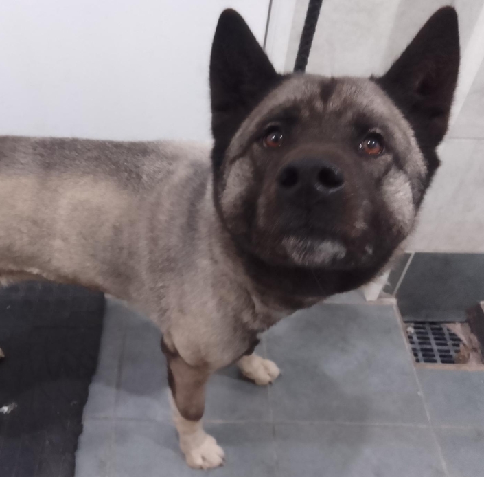AdoptionsUk's tweet image. Please retweet to help find the owner or a rescue shelter space for this stray/abandoned dog found  #WINCHFIELD #HART #UK 
Now in a council pound for 7 days, at risk of euthanasia. 
This council will not allow the public to adopt. 
We need shares so that a rescue with space sees