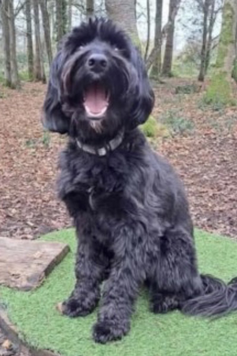 rosieDoc2's tweet image. #SpanielHour 

REGGIE #Stolen #TheftbyFinding ❓
NOT ALL DOGS ARE STOLEN FROM HOME 
This beautiful boy was on a walk and lost his family a #CRN was given as it’s believed he was STOLEN that day OR soon afterwards #SN8 3/2/25 

doglost.co.uk/dog-blog.php?d…

@02031961pat @RachaelB100