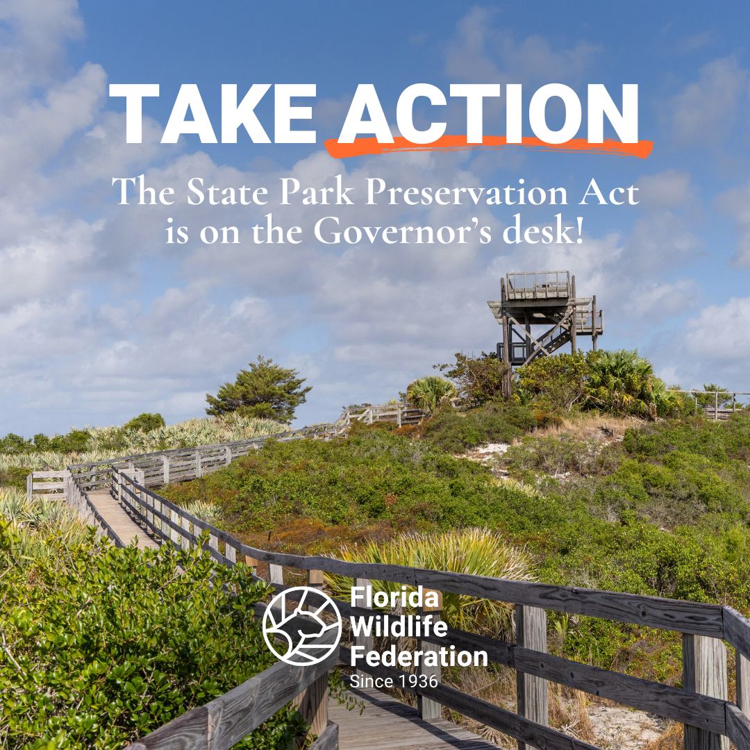 FlWildFed's tweet image. 🚨 URGENT: Get the State Park Preservation Act over the finish line 🚨

Send him a message now: floridawildlifefederation.org/state-park-bil…

#ProtectOurParks #FloridaStateParks #SB80 #HB209 #FloridaWildlifeFederation #FWF #KeepFloridaWild #KeepFLWild #WildFlorida #FloridaWildlife