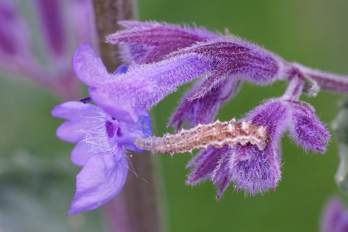 Mark Tyrrell (@marktyrrell66) on Twitter photo I’m struggling to ID this caterpillar. There are several on cat mint in my garden, with a few adult Mint Moths around, but I don’t think they are Mint Moth caterpillars??? <a href="/savebutterflies/">Butterfly Conservation 🦋</a> <a href="/MarkHammond1966/">Mark Hammond</a> I’m struggling to ID this caterpillar. There are several on cat mint in my garden, with a few adult Mint Moths around, but I don’t think they are Mint Moth caterpillars??? <a href="/savebutterflies/">Butterfly Conservation 🦋</a> <a href="/MarkHammond1966/">Mark Hammond</a>