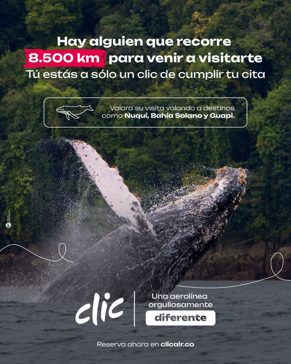 Estás listo para cumplir la cita? 🐋 Las ballenas ya vienen viajando miles  de kilómetros. Prepárate y vive un avistamiento diferente con Clic🌊✈️  👉🏻Destinos para ver ballenas: Nuquí, Bahía Solano, Guapi #VuelaConClic