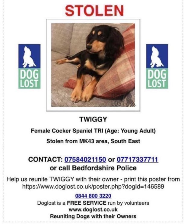 LisaClareRead2's tweet photo. Please RT #SpanielHour 
Twiggy was taken on 27th July 2019 with 3 other dogs. They kept her 💔😢 
https://t.co/uLr6v2THTW
Stolen from #MK43 area in #Steppingley #Bedfordshire 
Tri Colour #CockerSpaniel https://t.co/96hML63oUC
