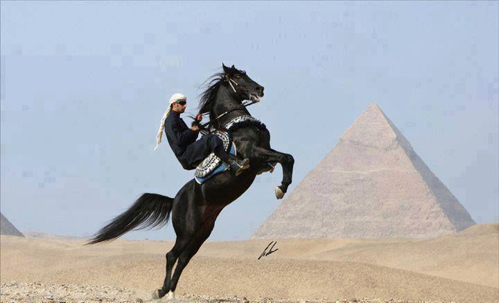 MENA Visuals (@menavisualss) on Twitter photo 