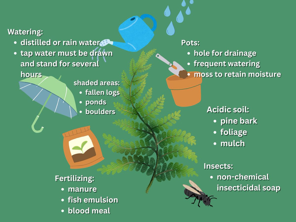 So many of our marketgoers asked about Pearson and their beautiful ferns, we decided to put together a quick guide on how to take care of your plants.

#beavertonfarmersmarket