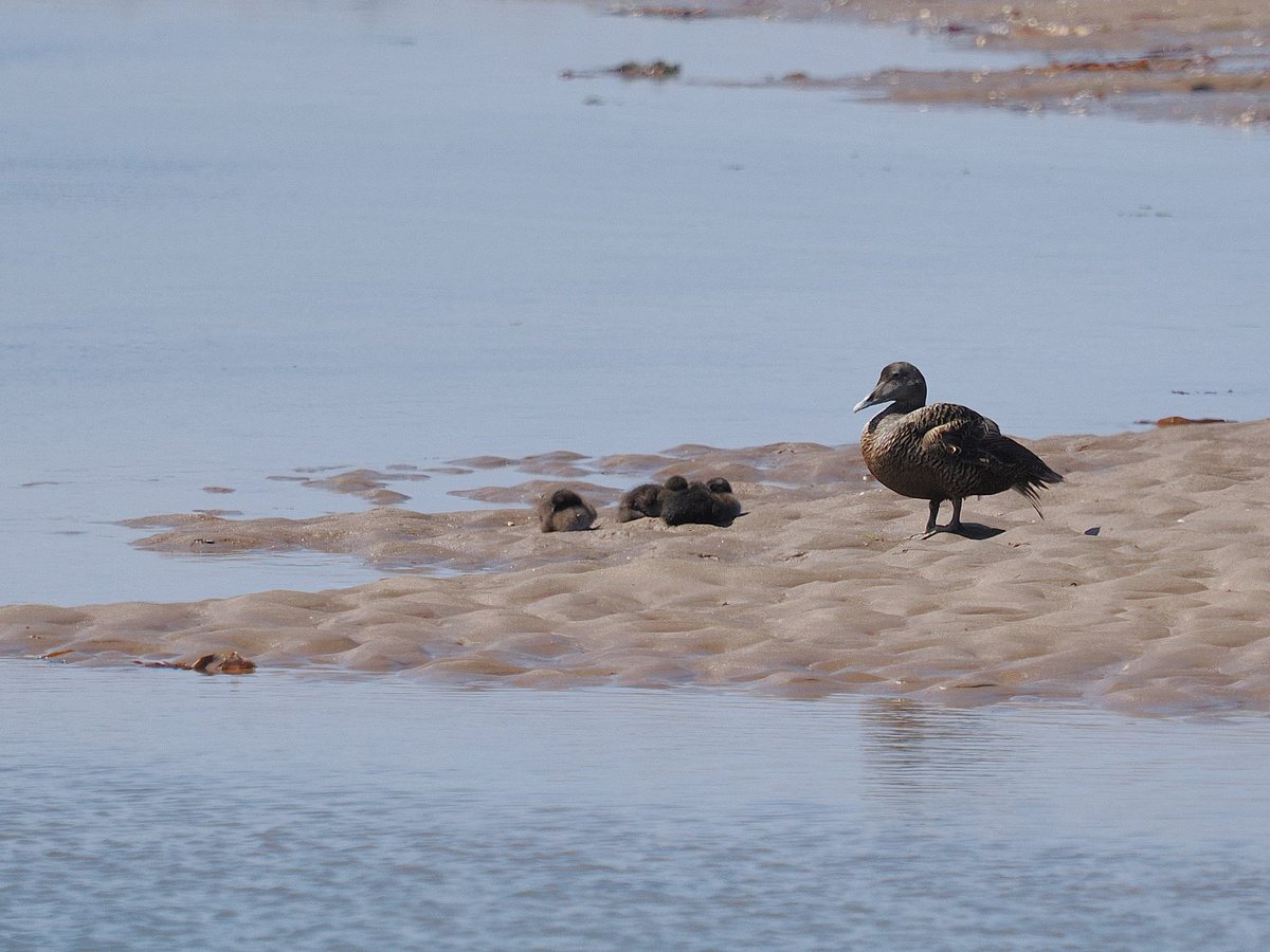 lindisfarne_nnr's tweet photo. Eider ducklings are a feature across the Reserve at the moment with a build up of crèches, with these photos taken near the Holy Island causeway.  Please continue to keep dogs on a lead and keep your distance.⁦@NE_Northumbria⁩ #englandsnnrs https://t.co/1c7P4ZKbDV