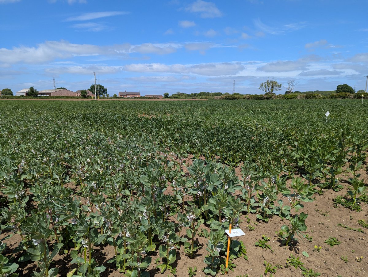 C_A_White's tweet image. A beautiful day to visit the @Root2Res #faba trial in Yorkshire. #shovelomics #root assessment started today. @ADAS_Mowthorpe