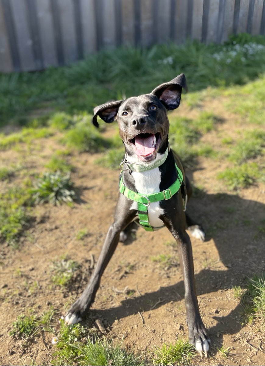 Yay Day time with <a href="/GreenhillHumane/">Greenhill Humane</a> Meet Roscoe! 1 year old mixed breed goofy, smiley guy! Sweet and friendly, he loves fetch and to run around playing. Fixed, chipped &amp; vaxxed. Part of "Foster to Adopt" so you can see if he's a good match! Happy Boy!