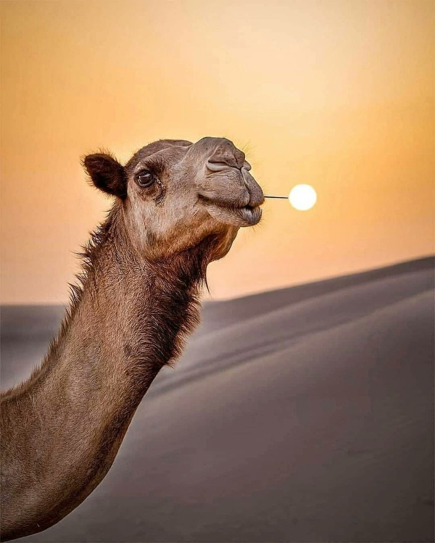 MENA Visuals (@menavisualss) on Twitter photo 