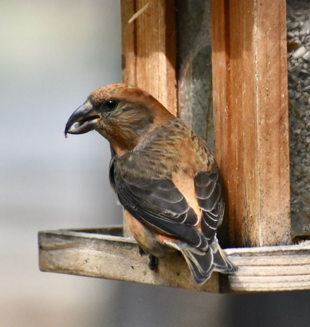 The bird from today's earlier post was a Red Crossbill. They are not typical feeder visitors, but mainly eat seeds and insects. Have you ever seen a Red Crossbill?

📷: Kathie Johnston