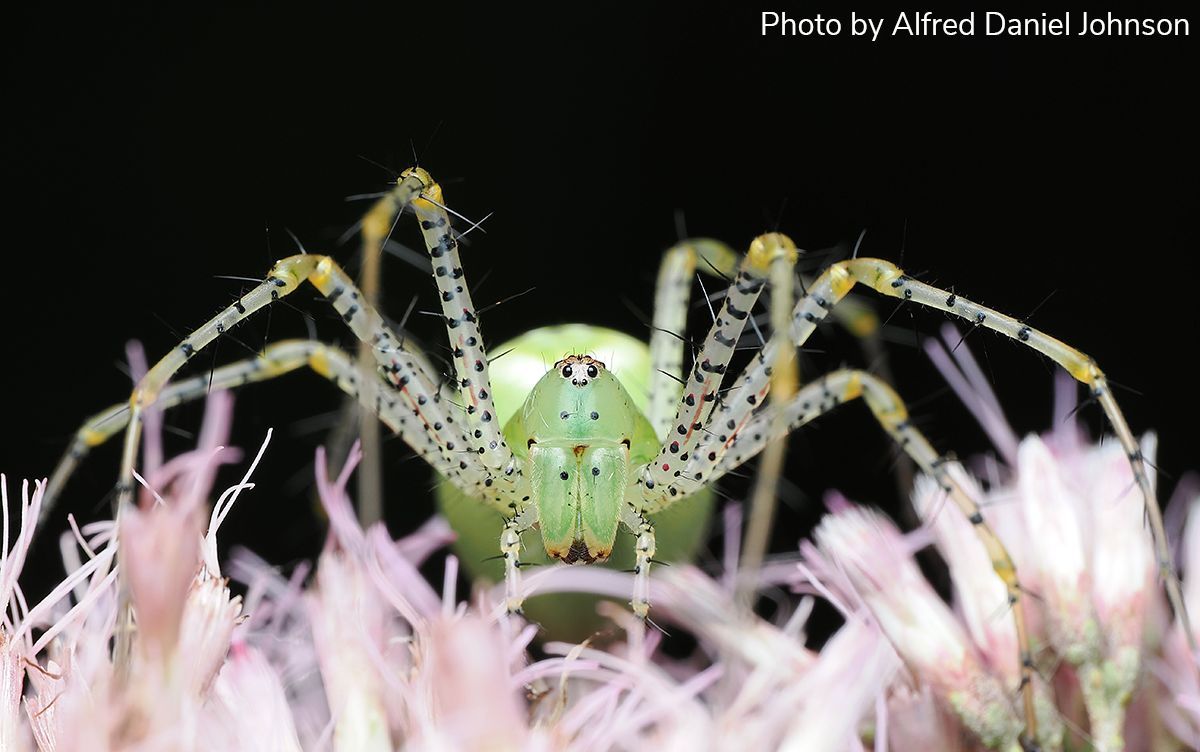 Entomological Society of America (@entsocamerica) on Twitter photo Arthropod Photo of the Week: May 21, 2025
Green lynx spider
Peucetia viridans
Araneae: Oxyopidae
By Alfred Daniel Johnson (<a href="/danieljalfred1/">Alfred Daniel Johnson (דָּנִיֵּאל)</a>), Tennessee, USA
#arthropodPOTW Arthropod Photo of the Week: May 21, 2025
Green lynx spider
Peucetia viridans
Araneae: Oxyopidae
By Alfred Daniel Johnson (<a href="/danieljalfred1/">Alfred Daniel Johnson (דָּנִיֵּאל)</a>), Tennessee, USA
#arthropodPOTW