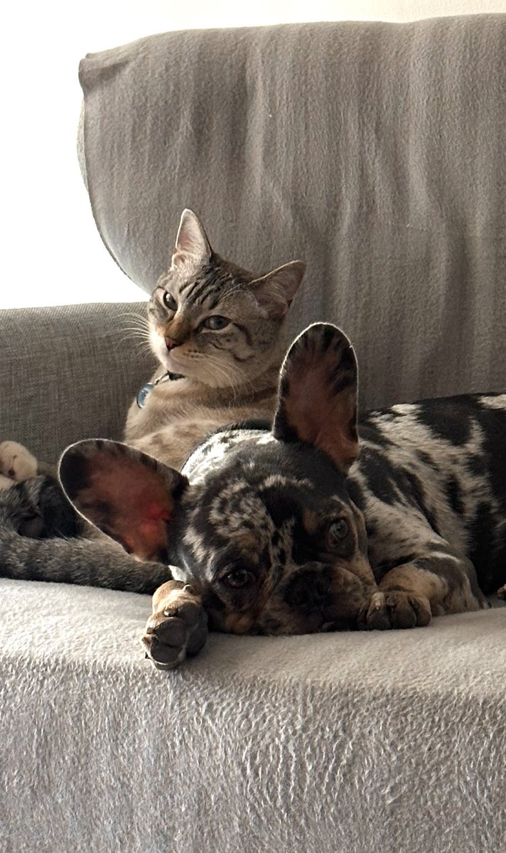 El crimen // Los sospechosos