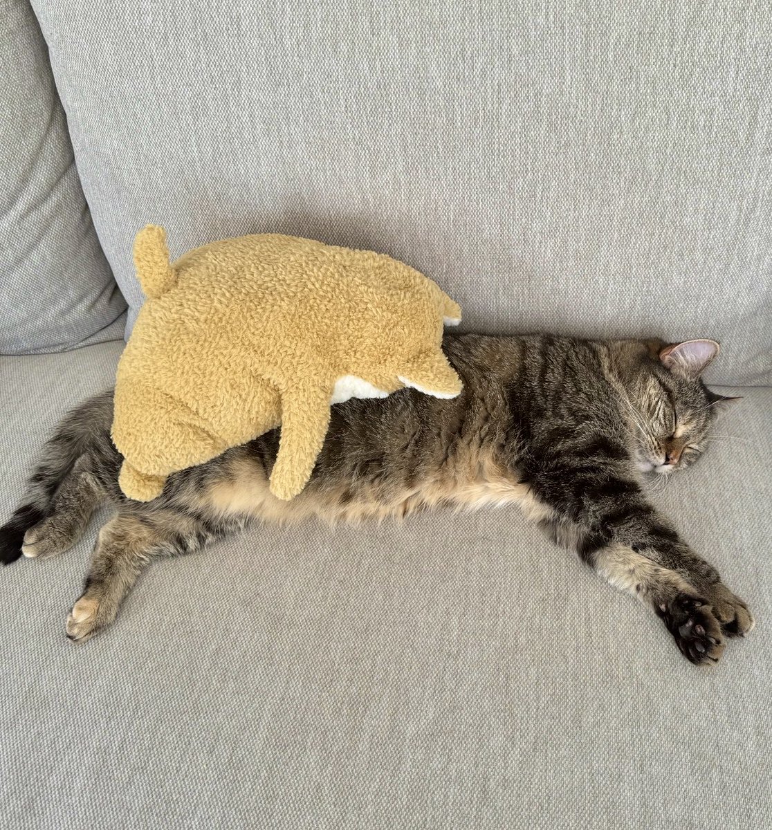 Come on the Tottenhams! It’s been a long season.