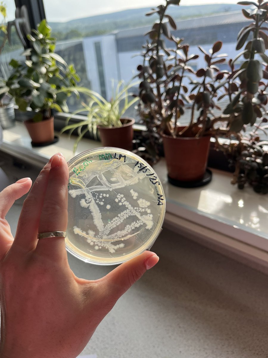 HermiAcadSci's tweet photo. Great results from our NPA scientist’s microbiology experiments with E.coli alongside discussions about staying healthy 🧫 #UNCRCArticle24 https://t.co/M07nGsCzwv