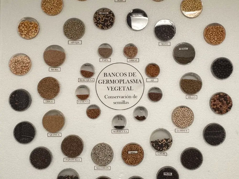 #NoticiasAGROSAVIA 🧵
1/3 Colombia conserva más de 275 especies agrícolas en su Banco de Germoplasma, un activo clave para la seguridad alimentaria.
Ayer, AGROSAVIA entregó a la ADR 19 cultivares de trigo y 8 de cebada, desarrollados para fortalecer la producción rural