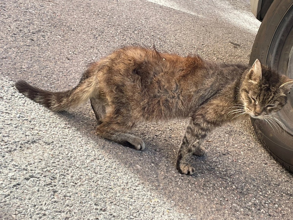 СПб, м. Московская, ул. Алтайская
Срочно нужна передержка, куратор! Или сразу дом!
Около полугода назад в одном из дворов появилась и пытается выжить бывшедомашняя кошечка. 
Она трудно ходит и тяжело дышит, уже давно(
Ее подкармливают, но ей срочно нужно в клинику. 💔