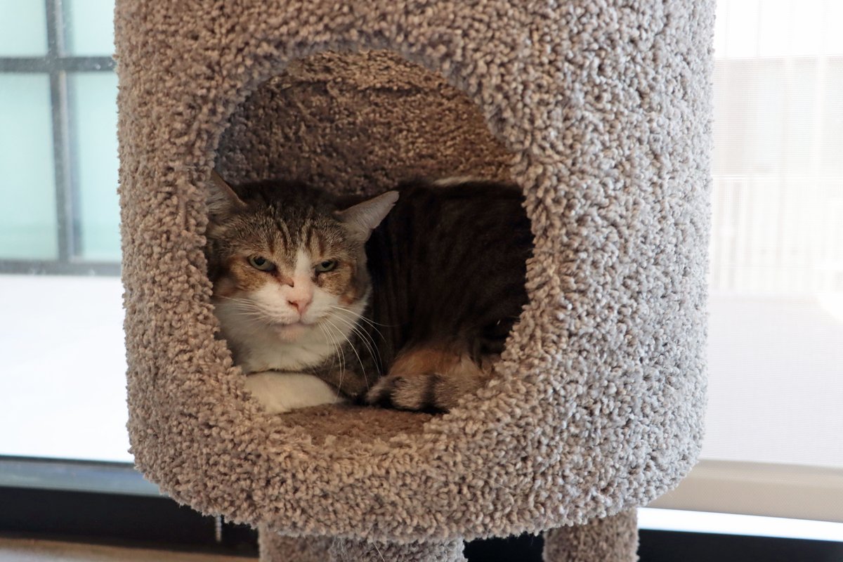 This 5-year-old tabby is an introvert at heart &amp; happy in his cat tower. Armand isn’t grumpy, that’s his everyday look. When ready, he’ll let you pet him. He’s happy to share his kitty tower with a feline pal. If you’ve got a home fit for an introvert, Armand would be your match!
