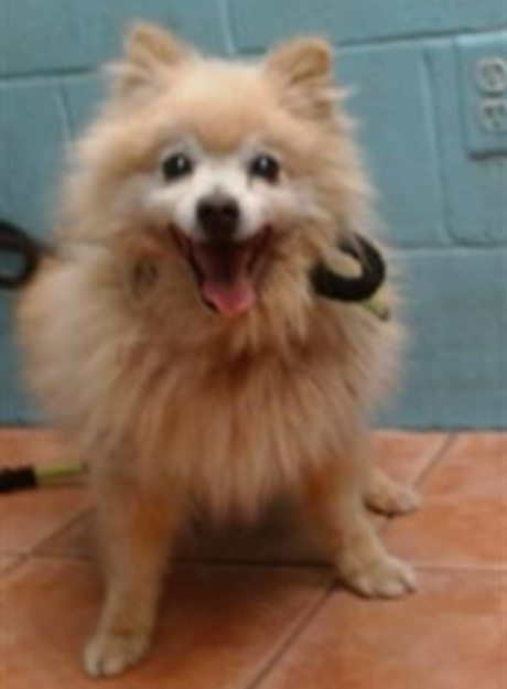 mapleveewesem's tweet photo. 💔🆘💔12 yo #Pomeranian BUTTERSCOTCH is off stray wait at Downey #California ACC. The noisy shelter is no place for a wee (9 lb) senior. Please go #ADOPT him ASAP - adoption fee waived - or ask here about fostering 4 rescue🙏 info👇 #A5699730 https://t.co/s8RqLO23eY