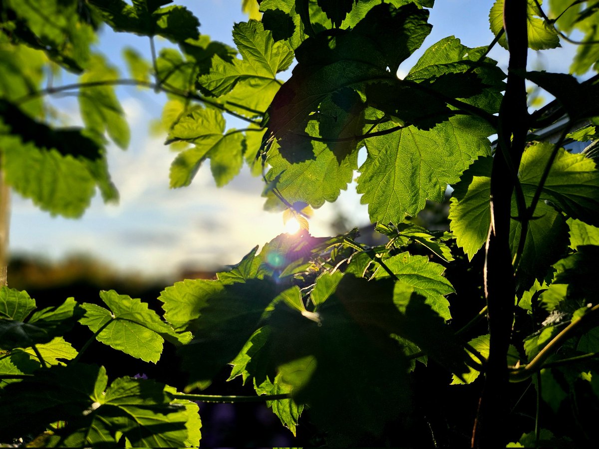 beerfoodtravel's tweet photo. Trying to shake a hideous feeling of malaise, as the Victorians might have termed it, over the last few days. Feeling a lot more myself this evening, out in my hop garden with a cup of tea. I even got some writing done for #TheSession! What have ye lot been up to I wonder? ... https://t.co/0XPx0KSIWC