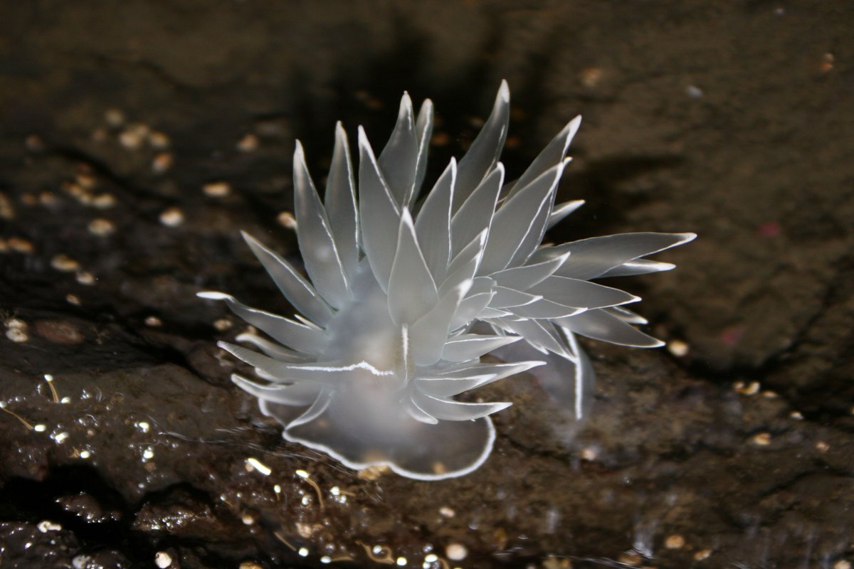 <a href="/OlympicCoast/">NOAA's Olympic Coast National Marine Sanctuary</a> is home to many odd-looking species, but nudibranch (sea slugs) might be on the top of the list!  They come in a wide variety of sizes, colors, &amp; shapes like this Dirona sp. inhabiting the sanctuary-characterized by their unique shape and almost glowing coloration.