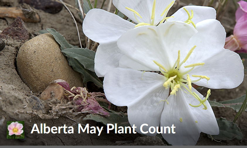 Do you have a passion for plants? Don't forget to contribute to the Alberta May Plant Count! The survey takes place between May 25 – 31, documenting the flowering status of native plant species across Alberta.  To learn more and get involved, go to naturealberta.ca/may-plant-coun…