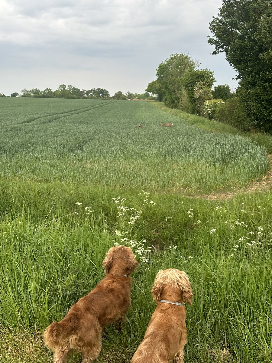 Suffolk stand off….