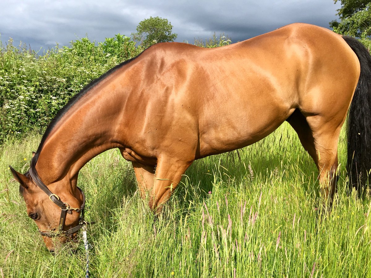 Did you know ….? The skin is the largest organ in the body and - depending on breed and size – may make up to 24% of your horse’s bodyweight. Skin’s primary role is one of defence.  Help their skin defend them all summer long with regular applications of NAF OFF fly repellents.