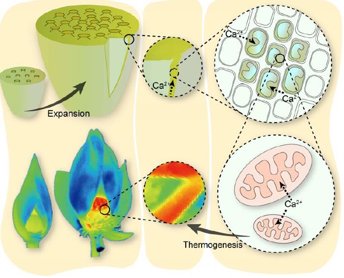 NEWS &amp; VIEWS:  Thermogenic tissues in lotus: Insights from multiscale imaging and calcium dynamics (Erin Cullen , Chong Teng) doi.org/10.1093/plphys… <a href="/E_V_Cullen/">Erin Cullen</a> <a href="/tjcteng/">Chong Teng (TC)</a> <a href="/ASPB/">ASPB</a> #PlantSci