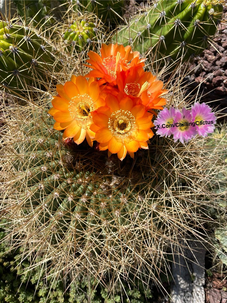Chilling Cactus tweet media