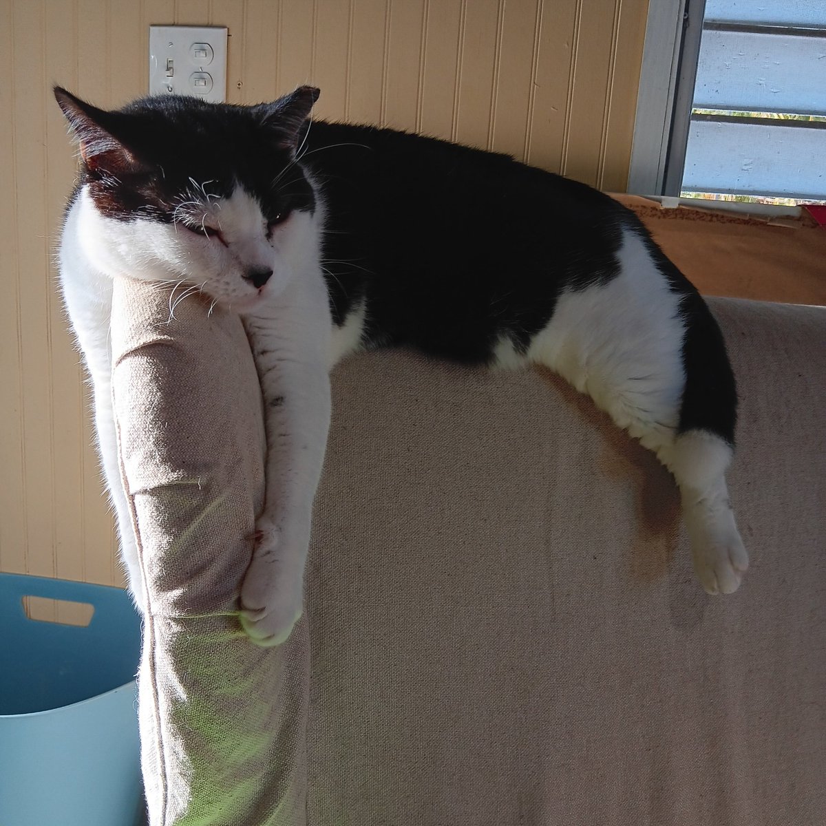<a href="/TreasuryMog/">Gladstone 🇺🇦</a> Now is my moment! My signature move 🐾Otis  #GladdersYoga