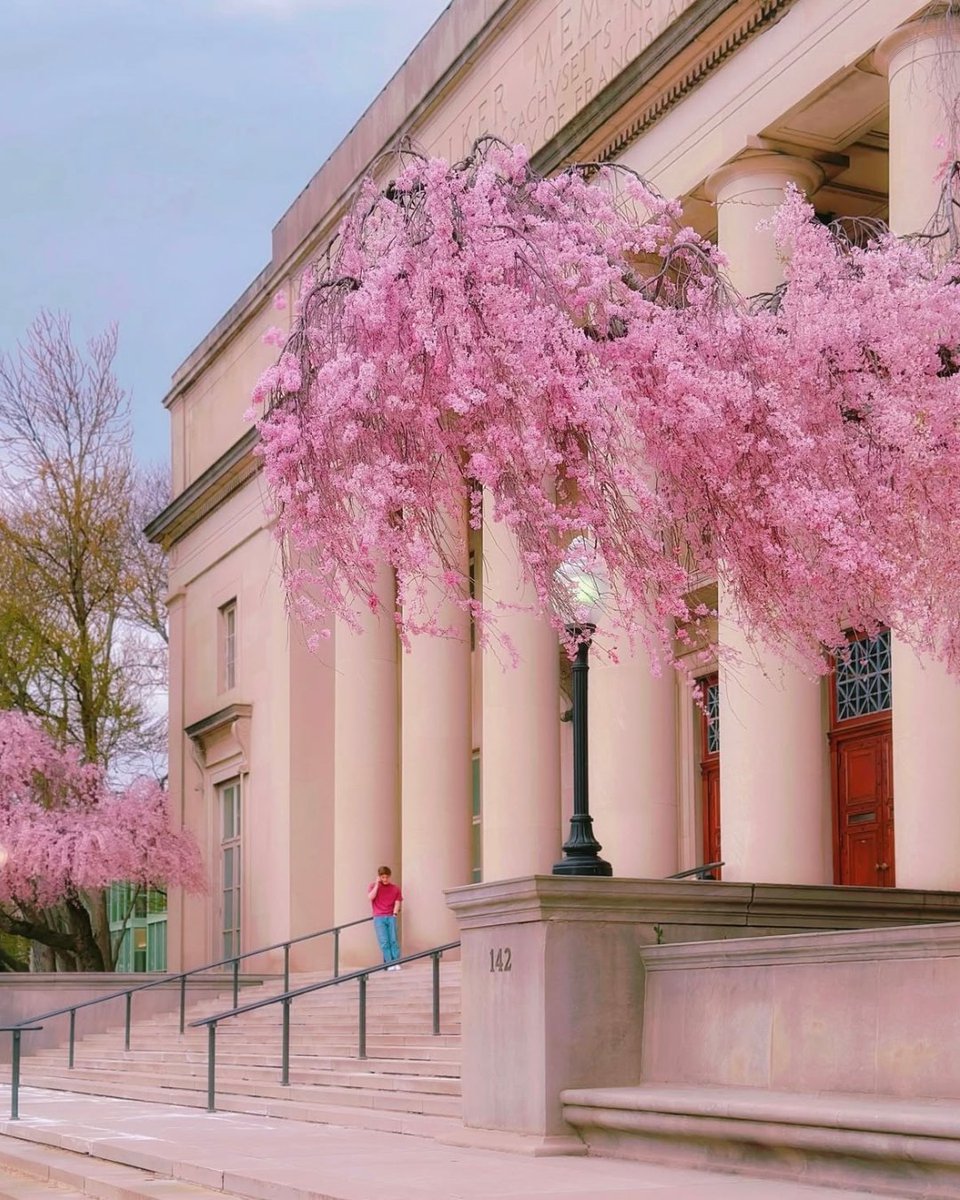 Cambridge Office for Tourism (@cambridgeusa) on Twitter photo Cambridge is in full bloom 🌸
📸: tuannnn_ (Instagram)
📍: <a href="/MIT/">Massachusetts Institute of Technology (MIT)</a> Cambridge is in full bloom 🌸
📸: tuannnn_ (Instagram)
📍: <a href="/MIT/">Massachusetts Institute of Technology (MIT)</a>