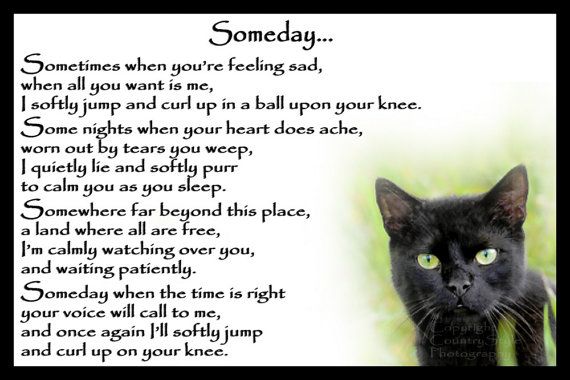 Purring for all who are missing a beloved OTRB furiend today. Sending ((HUGS)) &amp; #ComfortingPurrs #LoveNeverDies #Purrs4Peace PurrrrrrPurrrrrrrrrrrPurrrrrrrPurrrrrrrPurrrrrrPurrrrrrrrrrrPurrrrrrPurrrrrrrPurrrrrrPurrrrrrrrrrrPurrrrrrrPurrrrrrrPurrrrrrPurrrrrrrrrrrPurrrrrrPurrrrrrr