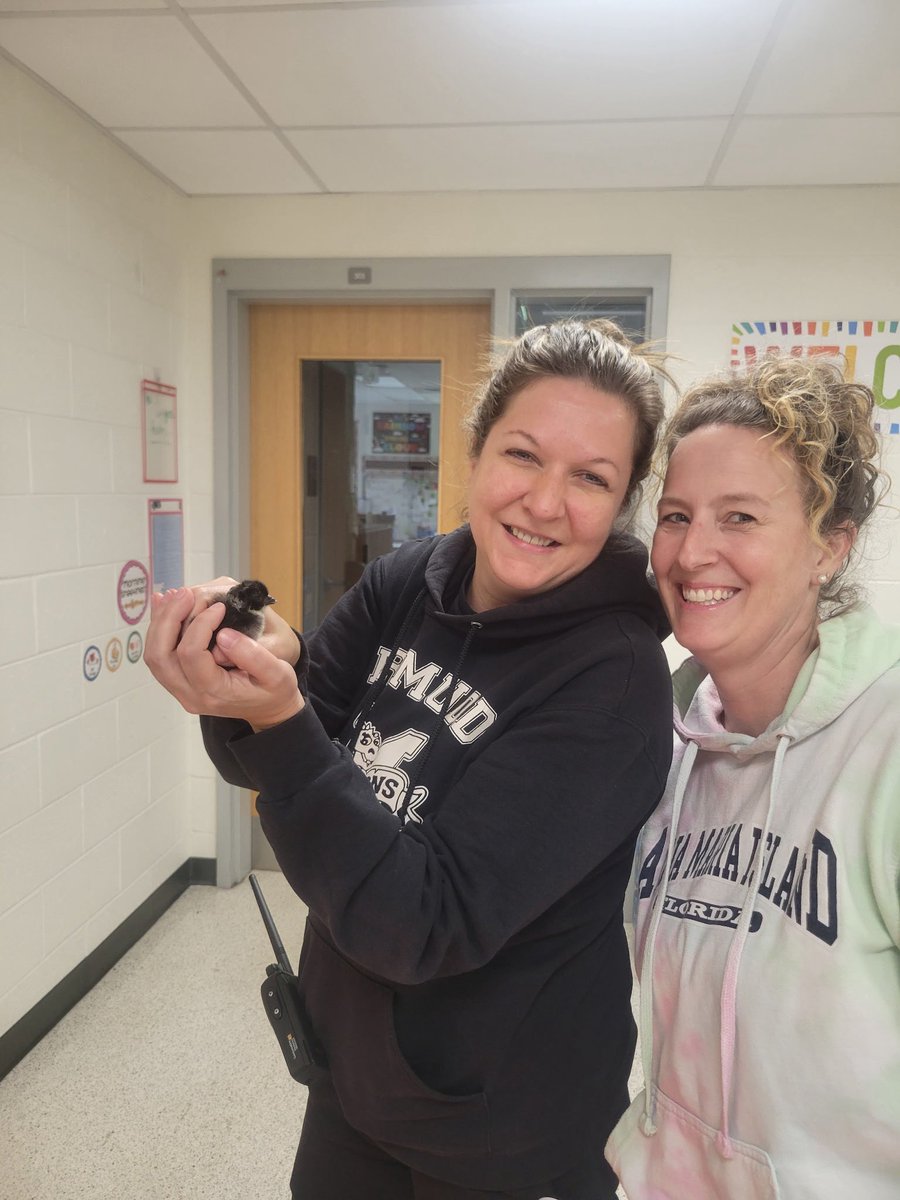 Chicks are hatching in Mrs. Cooper’s room today, and the excitement is real! Students and staff stopped by to witness the miracle—and even held the fluffy chicks. Thank you, Mrs. Cooper, for bringing science to life!

#ChickHatching #DrMuddPride #STEMinAction