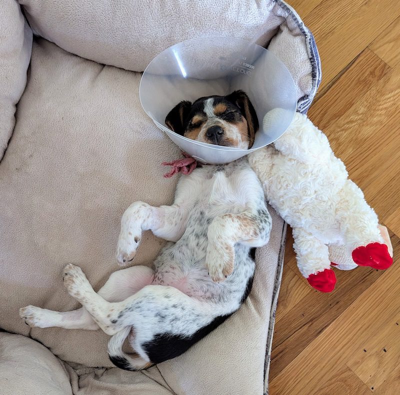 Adoptable #beagle of the day SWEET PEA tribeagles.org/product/sweet-…