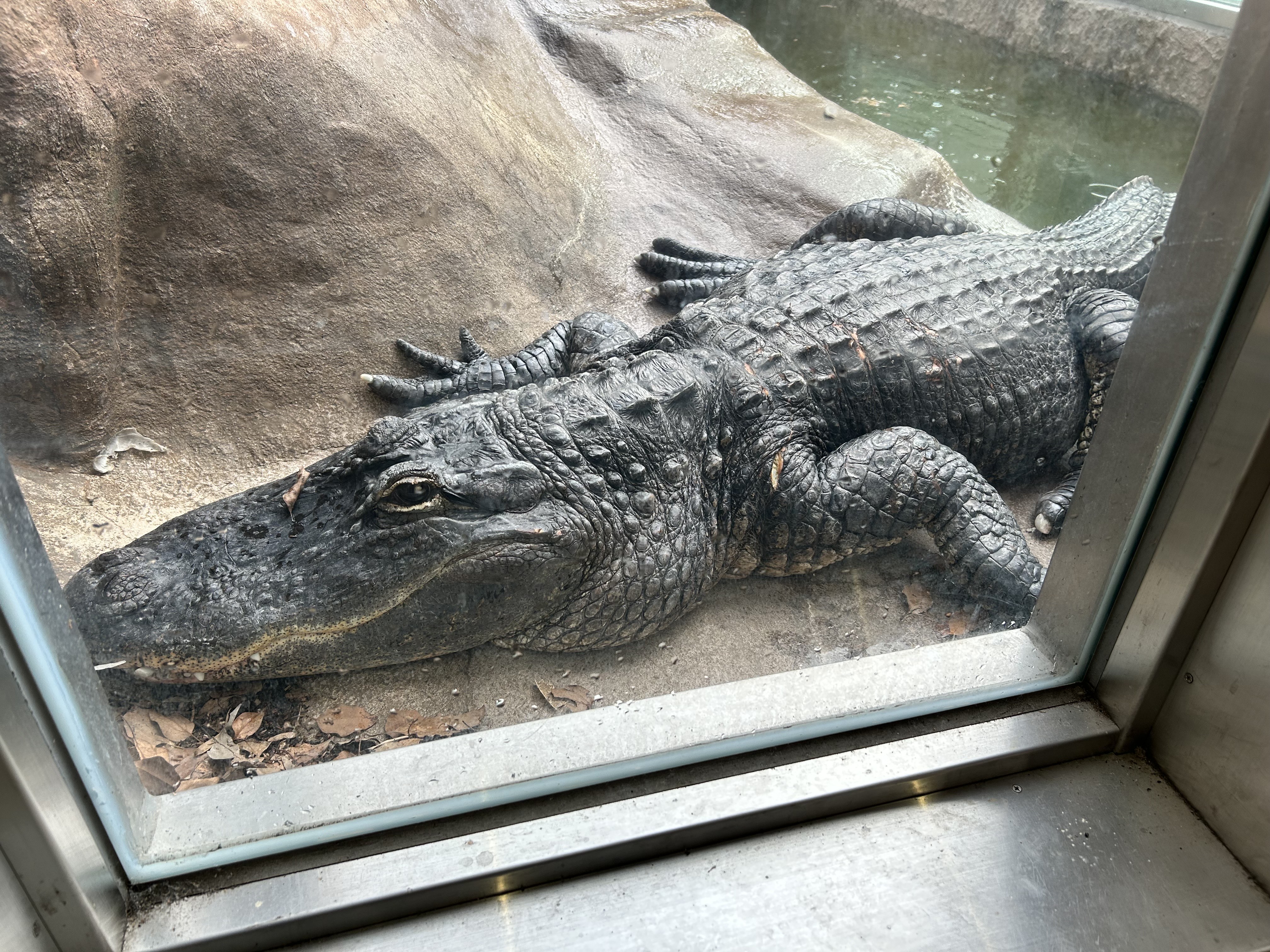 鹿児島市平川動物公園 on X: 