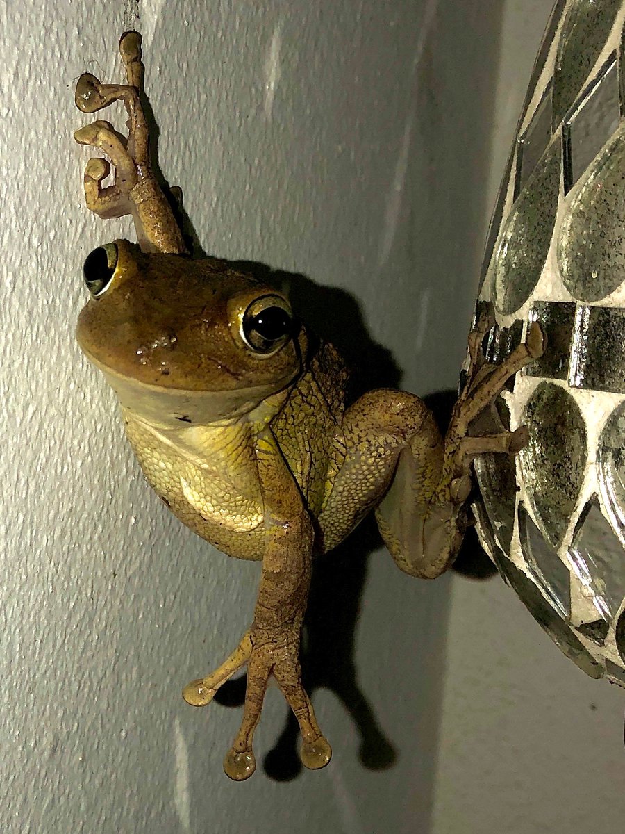 Cuban tree frog #puertorico 
#Herper #frogs #NaturePhotography