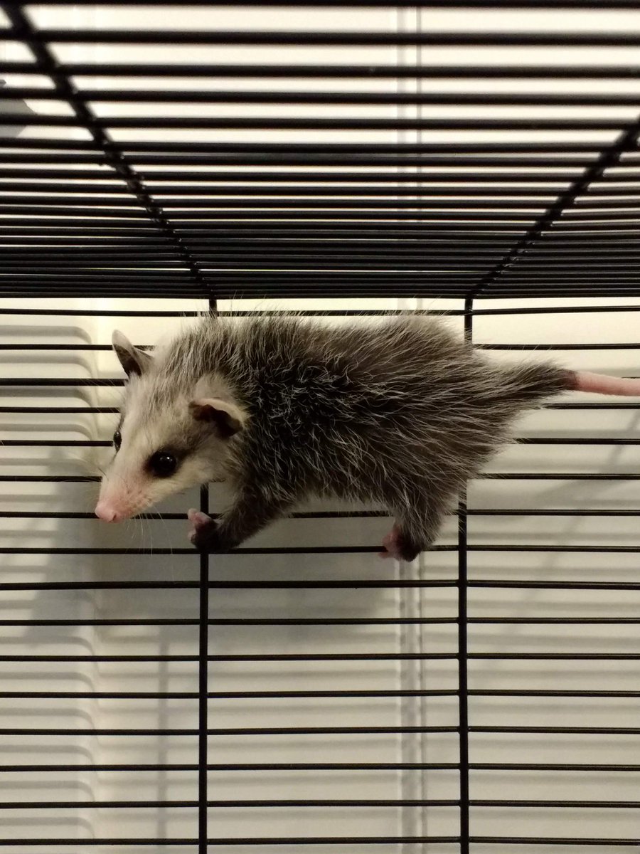 Possumeveryhour.io tweet media