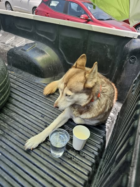"Un señor dejo a esta perrita en la camioneta para bajarse a desayunar 3 horas en Denny's  Palomar, le puse una sombrilla y molestó. La perrita  le da miedo que se le acerquen y se agacha" <a href="/PabloLemusN/">Pablo Lemus Navarro</a> ¿Y la placa tapada? ¿Y las patrullas que ven esto?... #Jalisco <a href="/enJalisco/">@enJalisco</a>