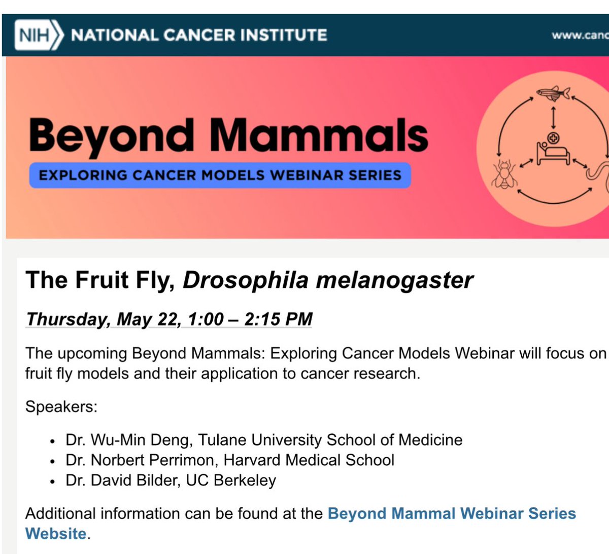 Denglab_Tulane's tweet image. virtual seminar events.cancer.gov/dcb/beyond-mam… #drosophila #CancerResearch