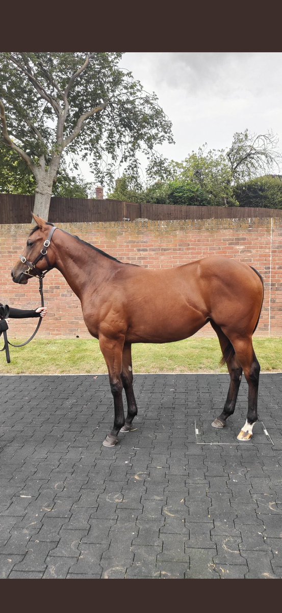 <a href="/BloodstockRose/">White Rose Bloodstock</a> As a yearling 😮‍💨😮‍💨😮‍💨