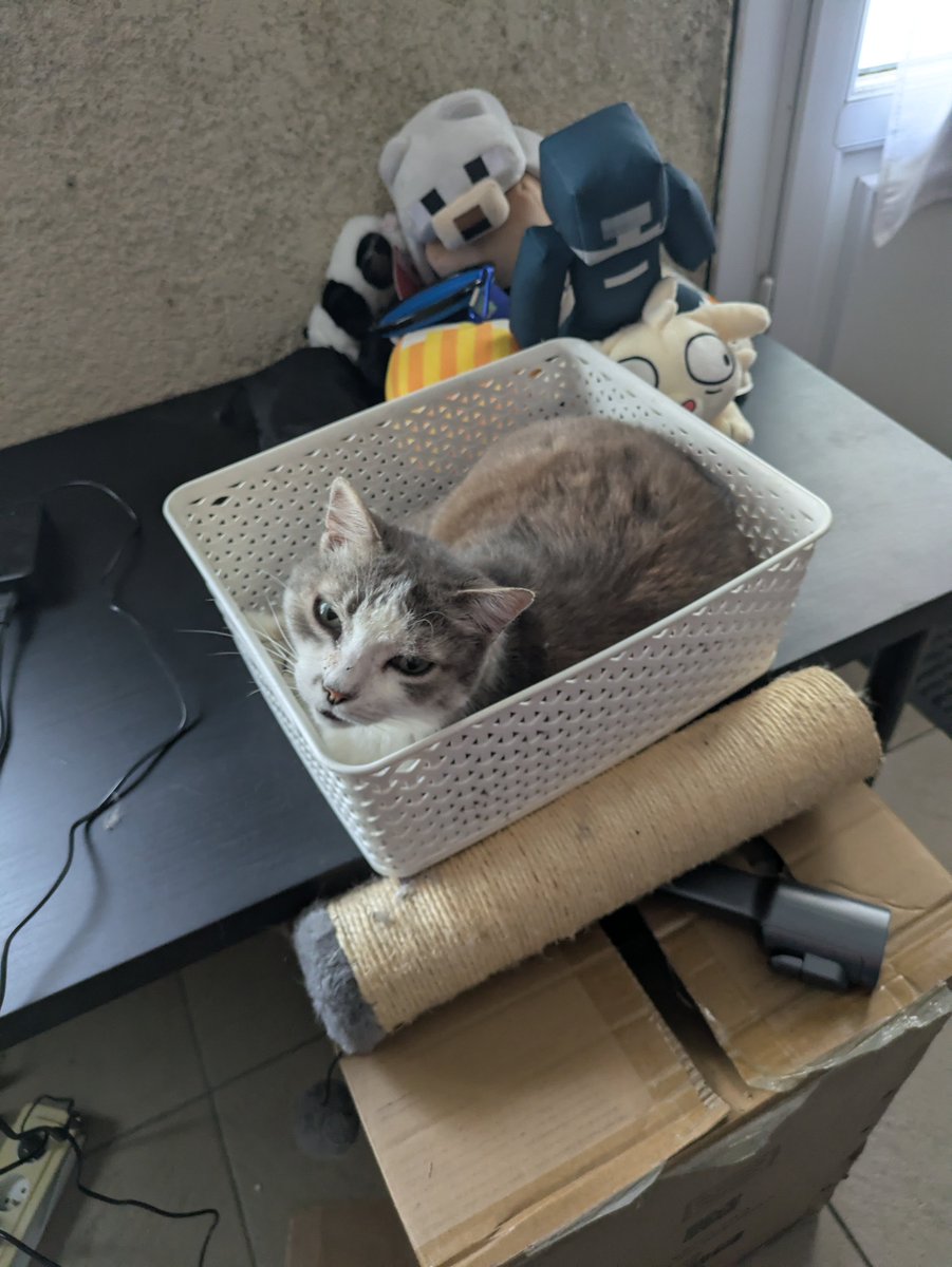 cat in a box what will he do

(don't mind me riding rat behind the box)