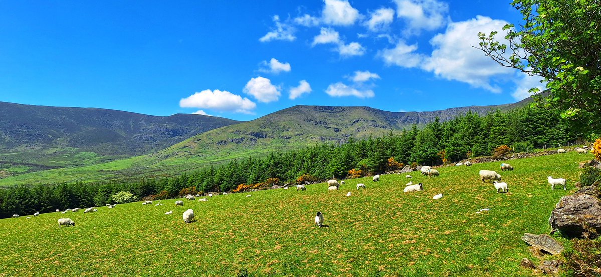 Patrick Kenealy (@patrickkenealy) on Twitter photo Back to the summer weather spinning around from the sea to the Comeragh Mountains, Co Waterford! <a href="/AimsirTG4/">Aimsir TG4 ⚡</a> <a href="/ancienteastIRL/">Ireland's Ancient East</a> <a href="/barrabest/">Barra Best</a> <a href="/DiscoverIreland/">Discover Ireland</a> <a href="/deric_tv/">Deric</a> <a href="/discoverirl/">Discover Ireland</a> <a href="/Failte_Ireland/">Fáilte Ireland</a> <a href="/WaterfordANDme/">The long walk home☘️🥀🟰</a> <a href="/VisitWaterford/">Visit Waterford</a> <a href="/WaterfordGrnWay/">Waterford Greenway</a> <a href="/WaterfordPocket/">Waterford In Your Pocket</a> <a href="/GoToIreland/">Discover Ireland</a> <a href="/wlrfm/">WLR</a> Back to the summer weather spinning around from the sea to the Comeragh Mountains, Co Waterford! <a href="/AimsirTG4/">Aimsir TG4 ⚡</a> <a href="/ancienteastIRL/">Ireland's Ancient East</a> <a href="/barrabest/">Barra Best</a> <a href="/DiscoverIreland/">Discover Ireland</a> <a href="/deric_tv/">Deric</a> <a href="/discoverirl/">Discover Ireland</a> <a href="/Failte_Ireland/">Fáilte Ireland</a> <a href="/WaterfordANDme/">The long walk home☘️🥀🟰</a> <a href="/VisitWaterford/">Visit Waterford</a> <a href="/WaterfordGrnWay/">Waterford Greenway</a> <a href="/WaterfordPocket/">Waterford In Your Pocket</a> <a href="/GoToIreland/">Discover Ireland</a> <a href="/wlrfm/">WLR</a>