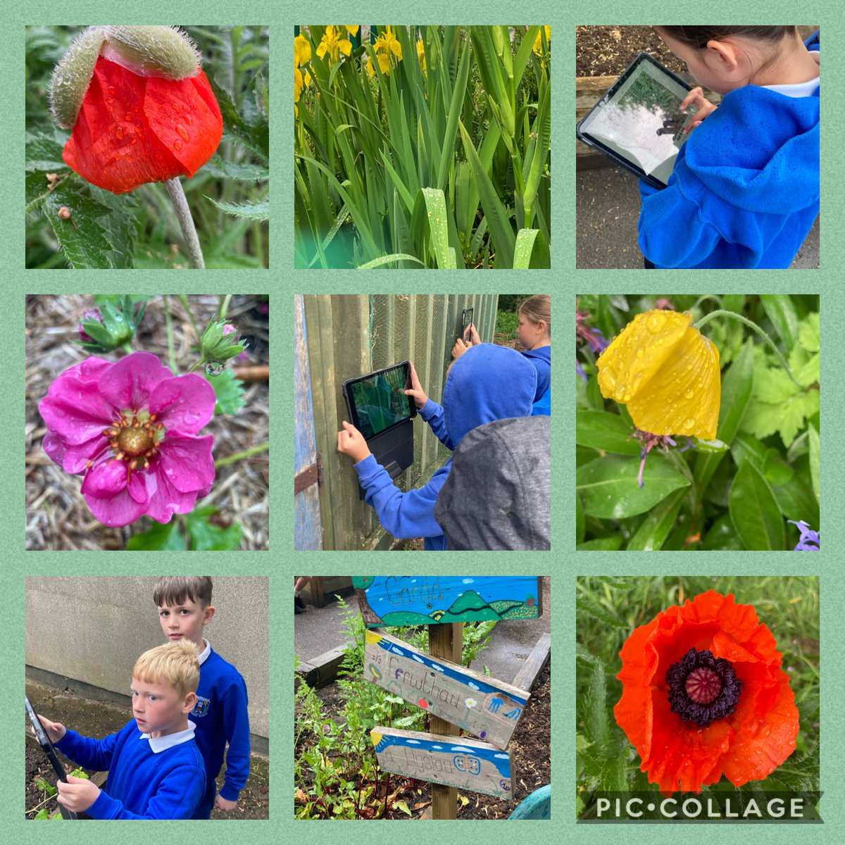 We have been waiting for the rain for our work on our new theme "rainfall and Rivers"! Today we took the opportunity to go out in the rain and take some photographs in our yard and garden. We will be using them for future tasks. Watch this space!☔️