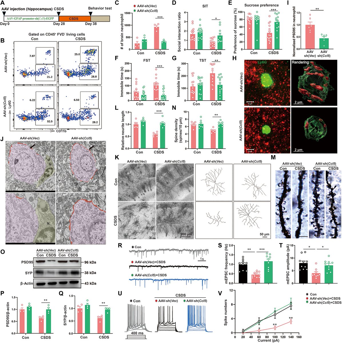 Waggoner Lab (@labwaggoner) on Twitter photo Astrocyte-derived CCL5 mediates brain infiltration of CCR5+ neutrophils that drives depression progression
science.org/doi/10.1126/scā¦
<a href="/ScienceAdvances/">Science Advances</a> Astrocyte-derived CCL5 mediates brain infiltration of CCR5+ neutrophils that drives depression progression
science.org/doi/10.1126/scā¦
<a href="/ScienceAdvances/">Science Advances</a>