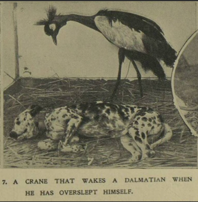 Never say my social media content is not educational.  (Illustrated London News, 1907)