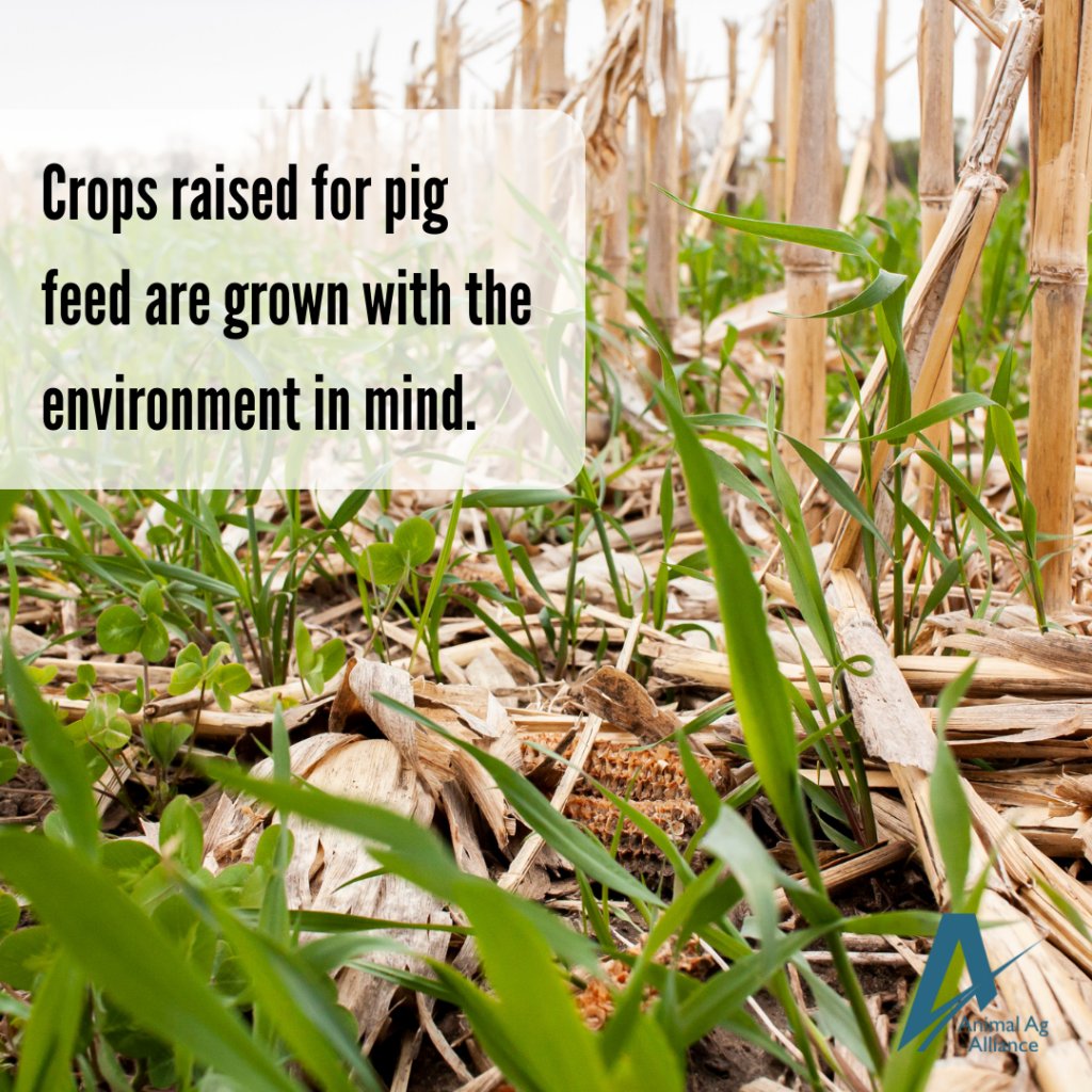 Conservation management practices are already in place on millions of acres used to grow pig feed! 🌽 bit.ly/3LswVbJ