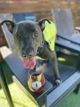 Suspense4568's tweet photo. LAST CALL‼️#Blackdogs OVERLOOKED
OFFERING FOSTER MONEY
OFFERING TRANSPORT MONEY ANYWHERE IN U.S.
DIES TODAY 5/21 #DallasTX EMAIL NOW
✨Miller #A1241689
2 YR SOCIAL SWEET GIRL

WRITE URGENT IN SUBJECT LINE WITH🐕
FOSTER: dasfoster@dallas.gov
ADOPT: DASAdopt@dallas.gov
#dfw #Frisco https://t.co/TVDb2UjChS