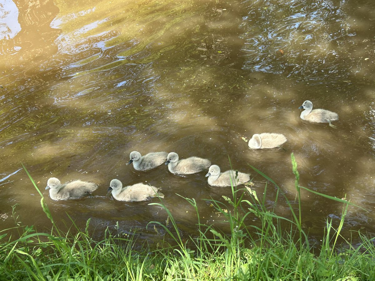 This years swan babies 🦢seen on this mornings run along the Brecon canal 🤩